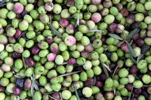 Productos Alimenticios en Burgos